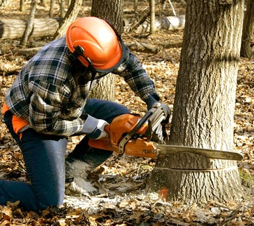 Tree Removal in Charleston, WV